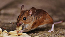 Find Exterminators in Conway County